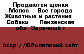Продаются щенки Мопса. - Все города Животные и растения » Собаки   . Пензенская обл.,Заречный г.